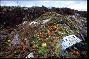1.3 billion metric tons of fruits, vegetables, and other foods is found in trash cans each year.